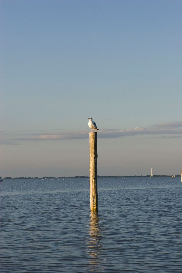 Foto 54/54 (Mve am Neusiedlersee)